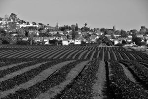 הרב יעקב לייטר, קטעים מתוך 'סוציאליזם ויהדות' / תרגום: קובי פישר ועמרי שרת מבוא והערות: קובי פישר